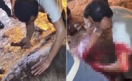 Doğumda zorlanan ineğe ekmek bıçağı ile ameliyat! Görüntüler kan dondurdu