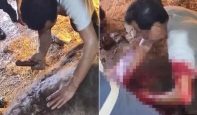 Doğumda zorlanan ineğe ekmek bıçağı ile ameliyat! Görüntüler kan dondurdu