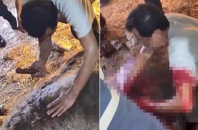 Doğumda zorlanan ineğe ekmek bıçağı ile ameliyat! Görüntüler kan dondurdu