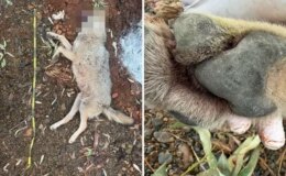 Fethiye’de aracın çarptığı kurt bilim projesine ışık tutacak