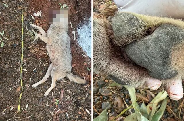 Fethiye’de aracın çarptığı kurt bilim projesine ışık tutacak