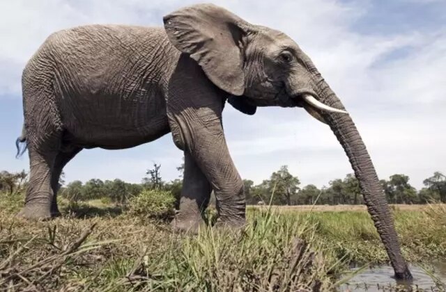 Fil hortumundaki kedi bıyıklarının sırrı çözüldü