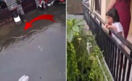 Halk diken üstünde! Sokakta 5 metrelik pitonlar görülmeye başladı