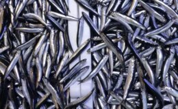 Hamsinin tahtını devirdi! İşte sofralarda en çok yenen balık