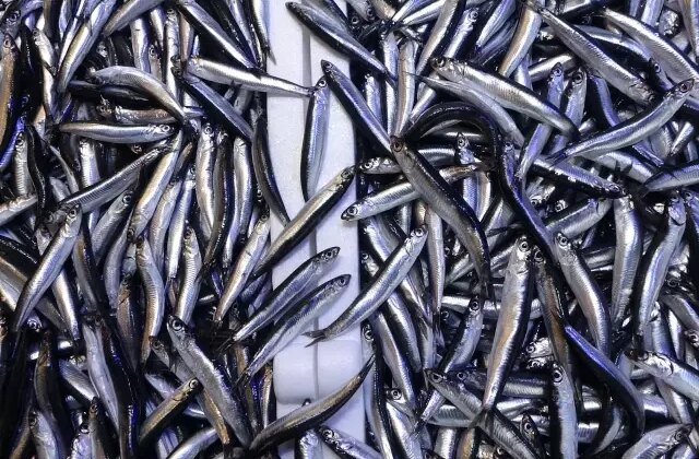 Hamsinin tahtını devirdi! İşte sofralarda en çok yenen balık