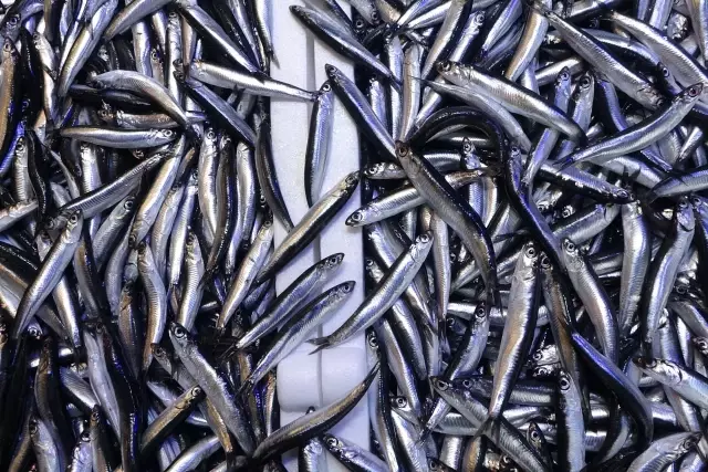 hamsinin tahtini devirdi iste sofralarda en cok 19585756 3232 o