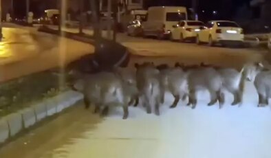 Hatay’da yaban domuzu sürüsü yerleşim yerine indi