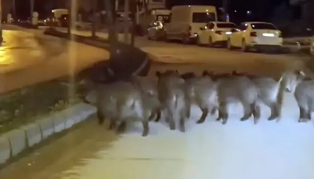 Hatay’da yaban domuzu sürüsü yerleşim yerine indi