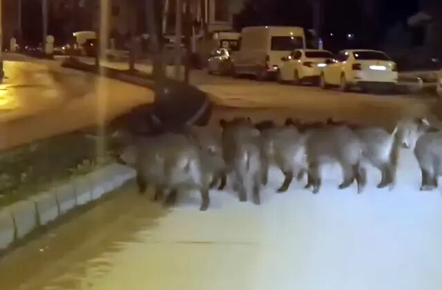 Hatay’da yaban domuzu sürüsü yerleşim yerine indi