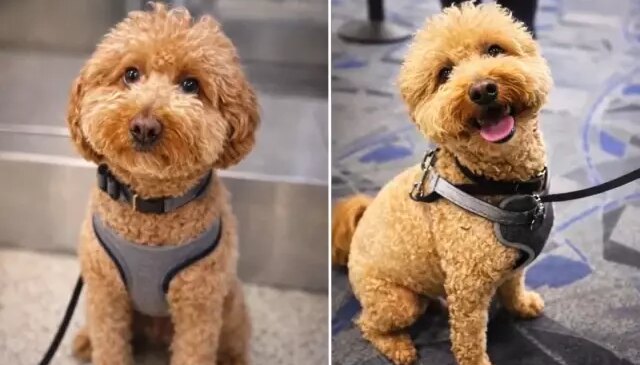 Havalimanında köpeğini gişeye bağlayıp terk eden kadın gözaltına alındı