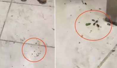 Her gün yüzlerce kişinin gittiği restoranda mide bulandıran görüntüler