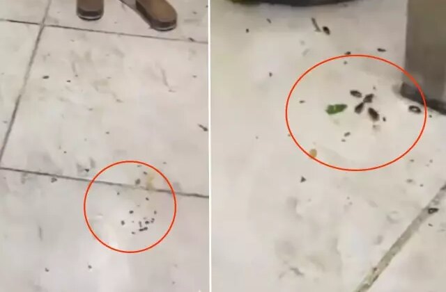 Her gün yüzlerce kişinin gittiği restoranda mide bulandıran görüntüler