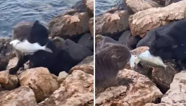 İkisi de mücadeleyi bırakmadı