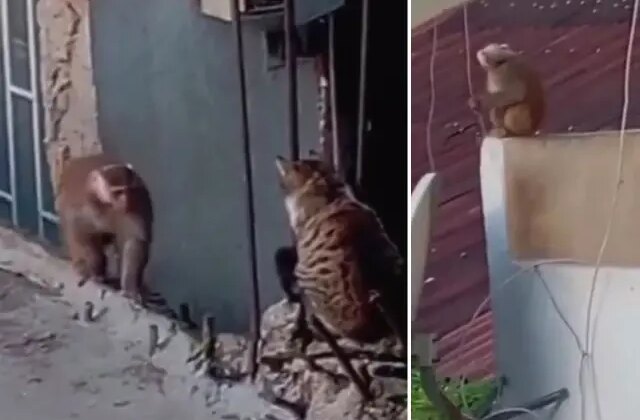 İstanbul’da çatıdan çatıya atlayan maymun ortalığı birbirine kattı