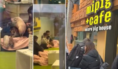Japonya’da bir Türk’ün şaşkınlığı: Domuzlarla kahve keyfi