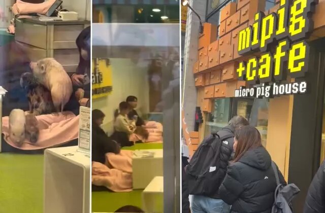 Japonya’da bir Türk’ün şaşkınlığı: Domuzlarla kahve keyfi