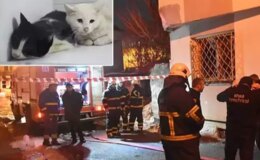Kedilerin beslendiği evde yangın; 26 kedi öldü