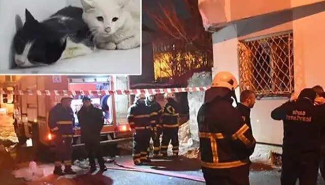 Kedilerin beslendiği evde yangın; 26 kedi öldü