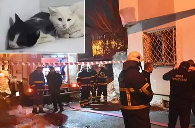 Kedilerin beslendiği evde yangın; 26 kedi öldü