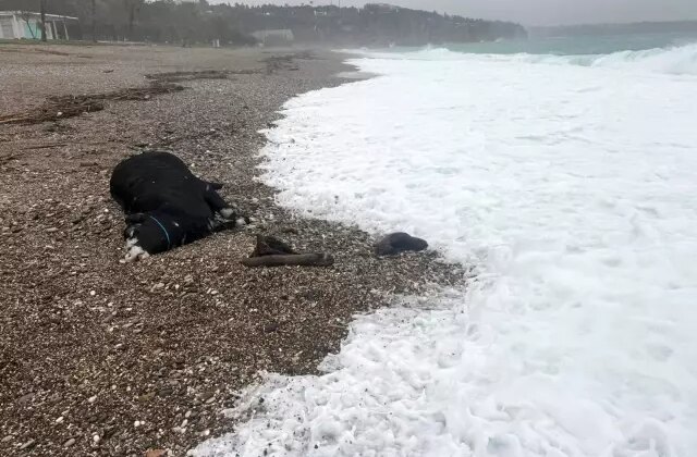Kenti sel aldı, dünyaca ünlü sahilde kıyıya dana vurdu