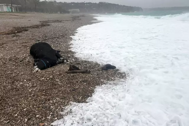 kenti sel aldi dunyaca unlu sahilde kiyiya dana 19563298 85 o