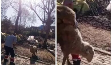 Koçla güreşti, sosyal medyayı salladı! Gençlere ilham olacak