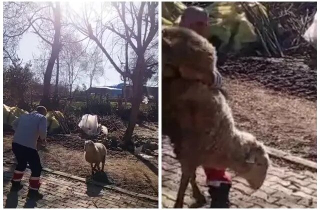 Koçla güreşti, sosyal medyayı salladı! Gençlere ilham olacak