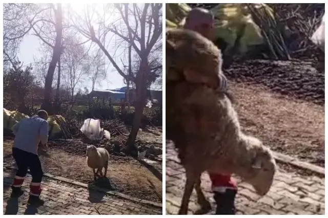 kocla guresti sosyal medyayi salladi genclere 19585894 3388 o