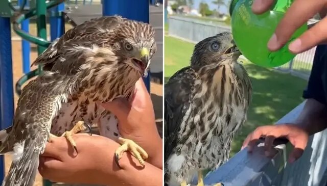 Koruma altındaki şahine içki içiren genç, cezadan kaçamadı
