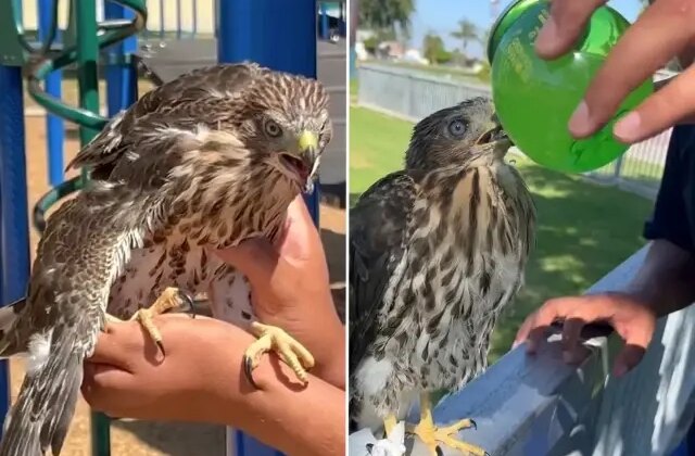 Koruma altındaki şahine içki içiren genç, cezadan kaçamadı