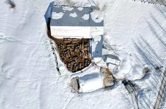 Köyüne döndü; 100 koyunu 4 yılda 680’e çıkardı