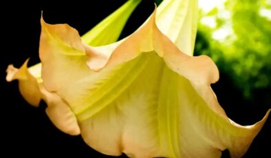 Asrın canisi kurbanlarını bu bitkiyle avlamış! Etkisi silahtan beter