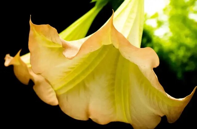 Asrın canisi kurbanlarını bu bitkiyle avlamış! Etkisi silahtan beter