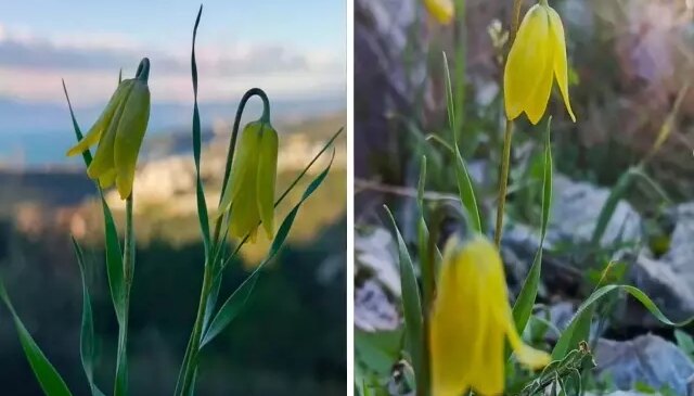 Kuşadası’nda “ağlayan gelinler” çiçek açmaya başladı