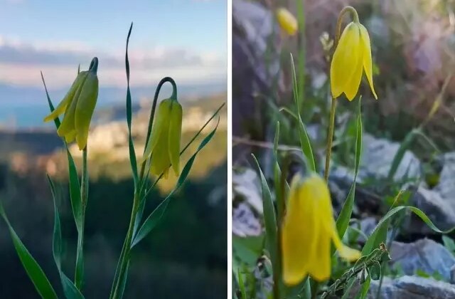 Kuşadası’nda “ağlayan gelinler” çiçek açmaya başladı