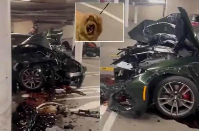 Lüks aracı otoparkta pert etti, köpek bile neye uğradığını şaşırdı