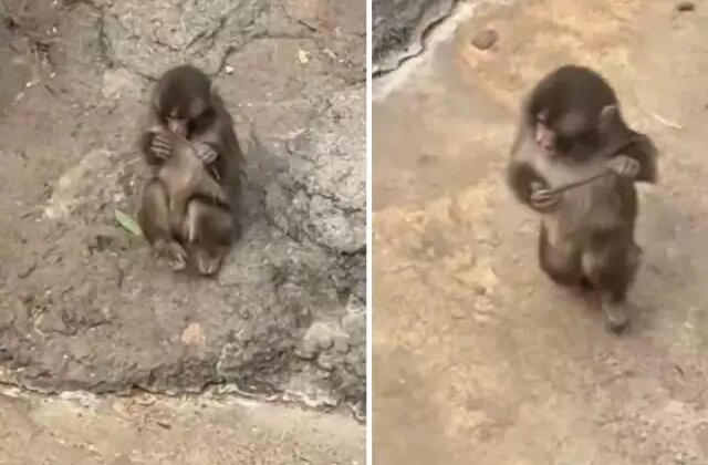 Maymun Punch peluş oyuncağını bıraktı, yerine bakın ne aldı