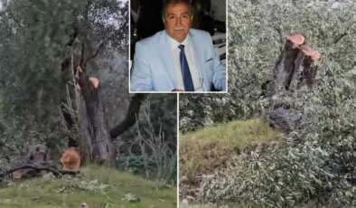 Milas’taki zeytinlik katliamında istifa geldi