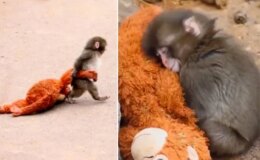 Milyonların yüreğine dokunan bebek maymun Punch’ın bakıcısı konuştu: Yalnızlık çekiyor