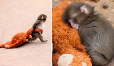 Milyonların yüreğine dokunan bebek maymun Punch’ın bakıcısı konuştu: Yalnızlık çekiyor