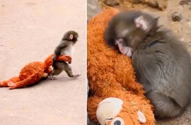 Milyonların yüreğine dokunan bebek maymun Punch’ın bakıcısı konuştu: Yalnızlık çekiyor