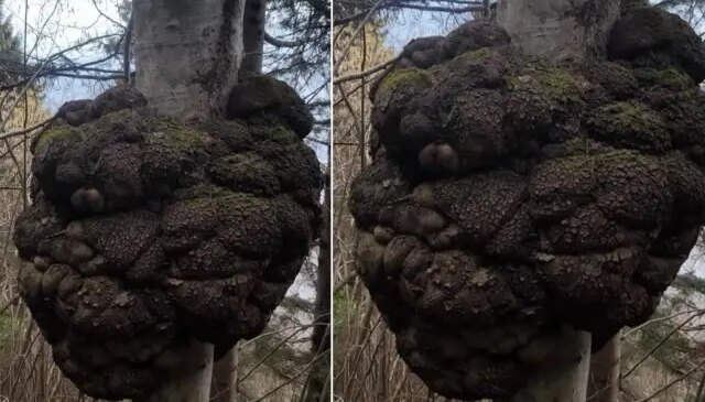 Ormanda gezen avcı fark etti! Değeri altınla yarışıyor, büyüklüğü inanılmaz