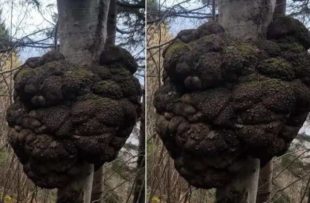 Ormanda gezen avcı fark etti! Değeri altınla yarışıyor, büyüklüğü inanılmaz