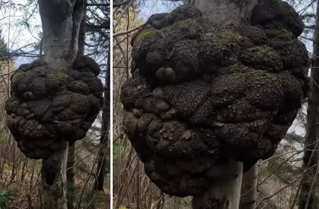 Ormanda avlanırken tesadüfen buldu! Altın değerinde