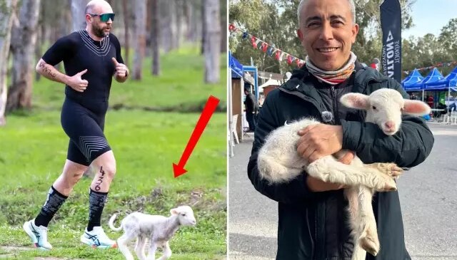 Parkura atlayan kuzu yarışmaya renk kattı: İnsanın vegan olası geliyor