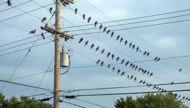 Polonya’nın Krakow kentinde güvercinlere “doğum kontrolü” uygulanacak