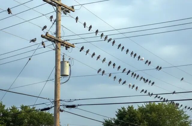 Polonya’nın Krakow kentinde güvercinlere “doğum kontrolü” uygulanacak