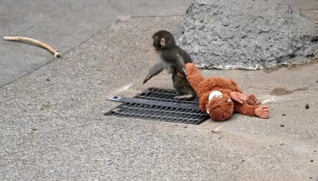 “Punch’ın annesi” Türkiye’de satışa çıkarıldı! İşte almak isteyenin ödeyeceği para