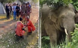 Sabah yürüyüşü sırasında vahşi filin saldırısına uğrayan turist  feci şekilde can verdi