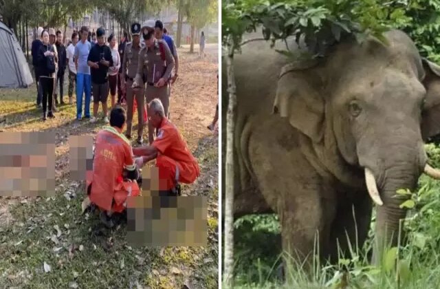 Sabah yürüyüşü sırasında vahşi filin saldırısına uğrayan turist  feci şekilde can verdi